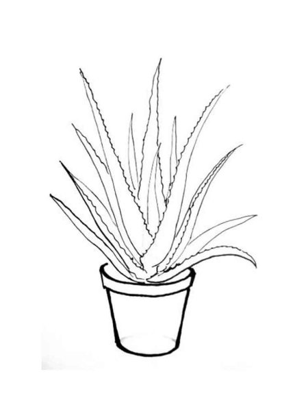 Алоэ Вера в горшке раскраска