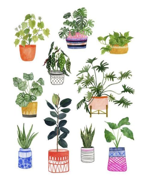 Нарисовать комнатное растение