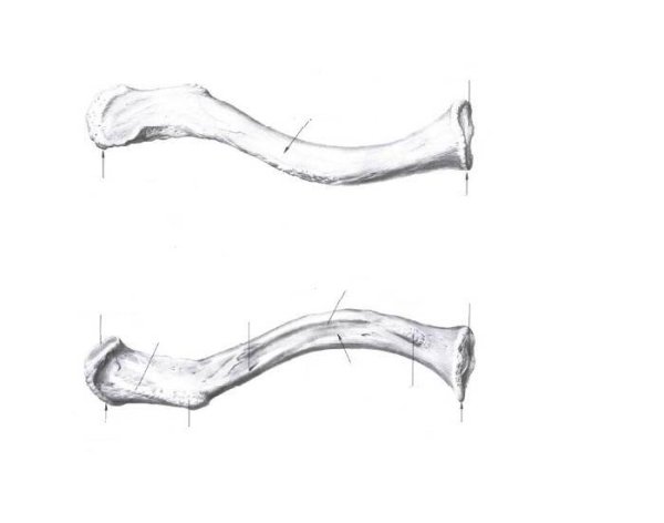 Ключица анатомия