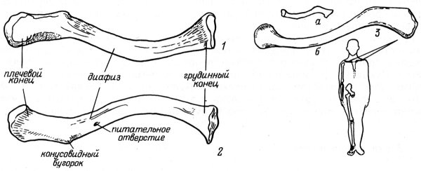 Строение ключицы вид сверху и снизу