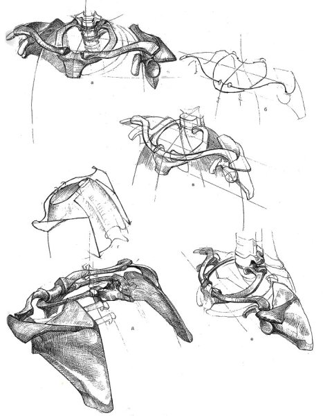 Плечевой пояс анатомия Баммес