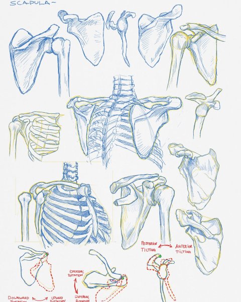 Баммес плечевой пояс