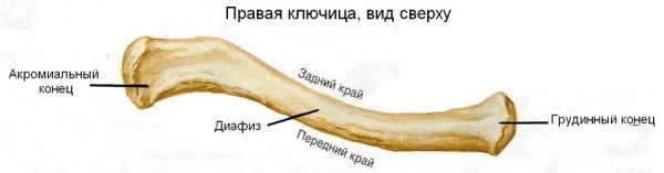 Анатомическое строение ключицы человека