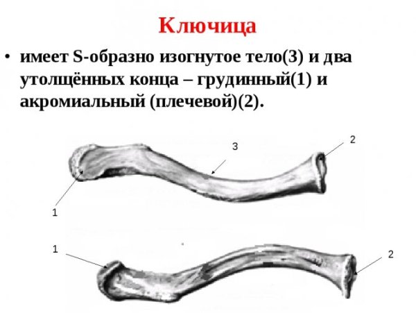 Анатомическое строение ключицы человека
