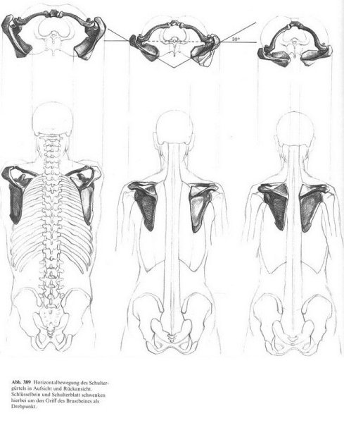 Плечевой пояс анатомия Баммес