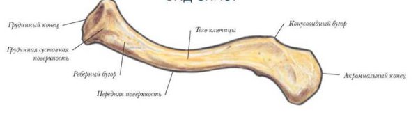 Ключица анатомия человека