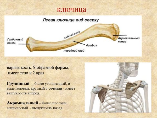Строение ключицы вид сверху и снизу