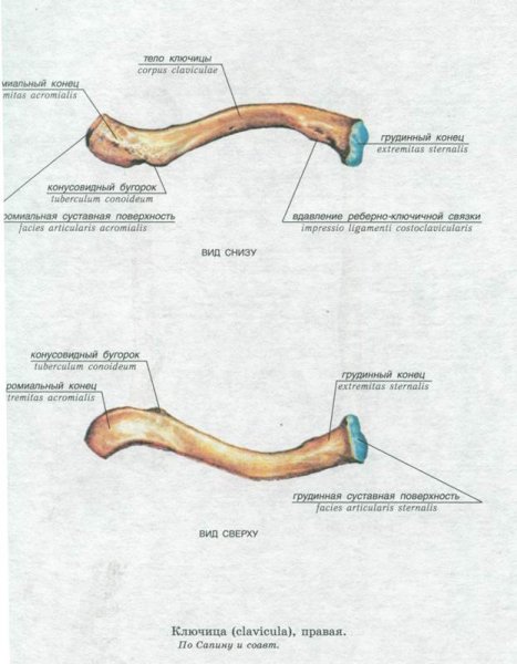 Лопатка и ключица анатомия