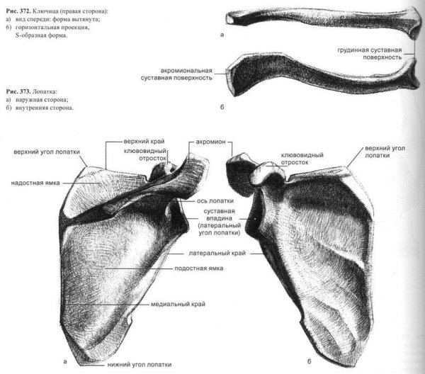 Ребра скелет анатомия