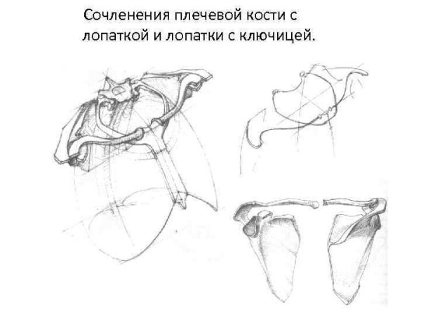 Баммес плечевой пояс
