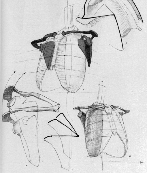 Плечевой пояс анатомия Баммес