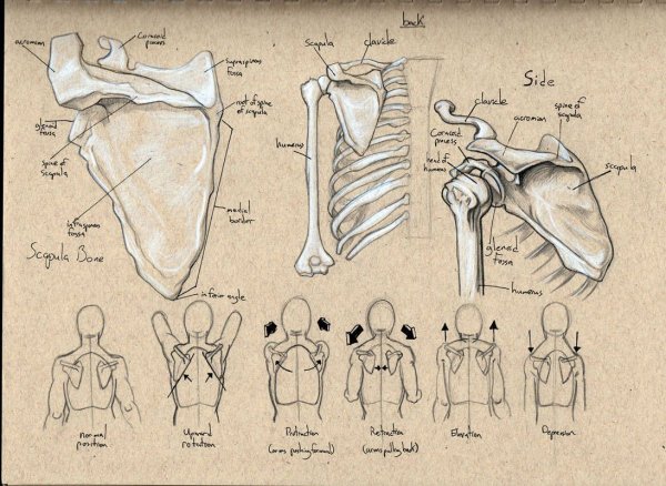 Ключица у человека
