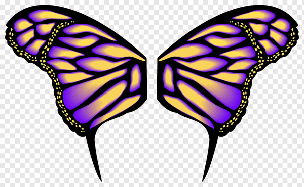Крылья бабочки рисунок