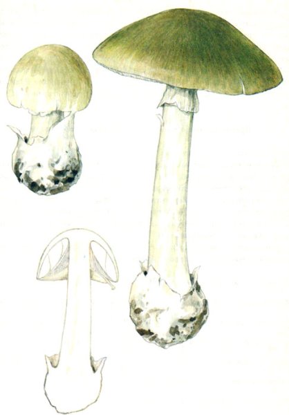 Грибок мухомор рисунок