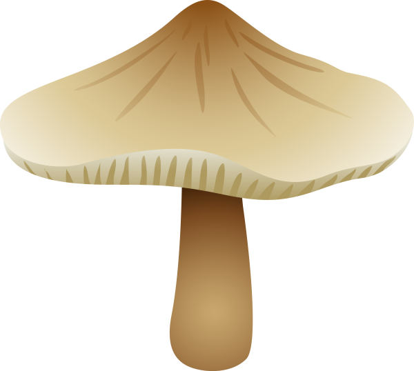 Грибы мухомор бледная поганка для детей