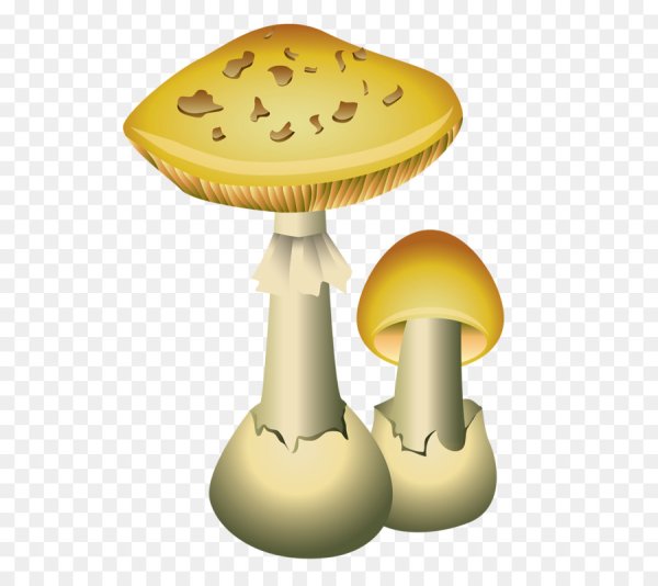 Раскраска бледная поганка гриб