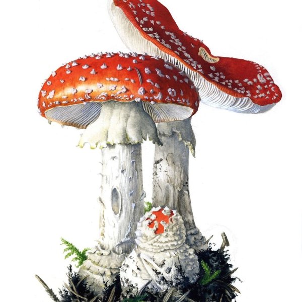 Референс грибов