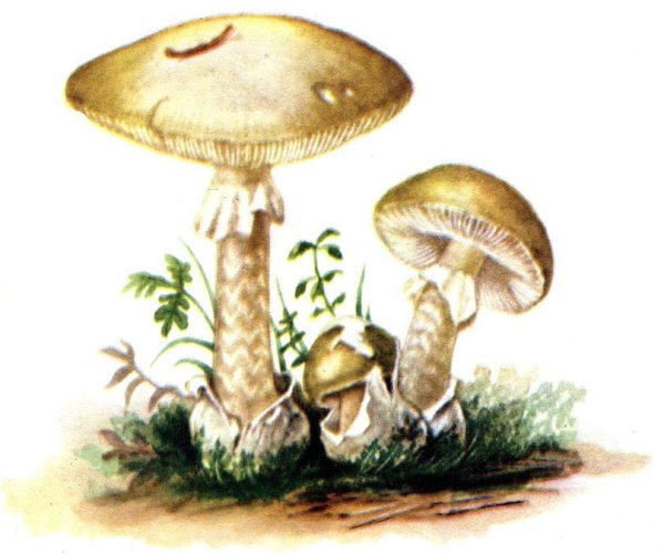 Бледная поганка раскраска