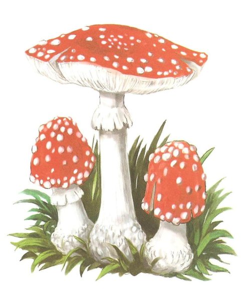 Бледная поганка гриб