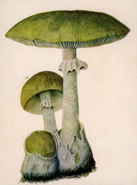Гриб рисунок