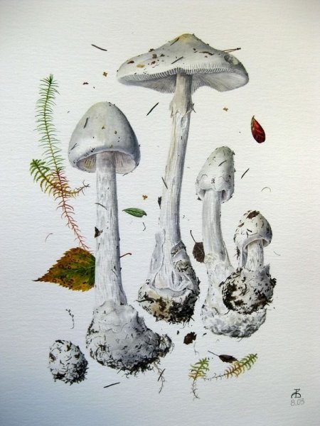 Поганки мультяшные