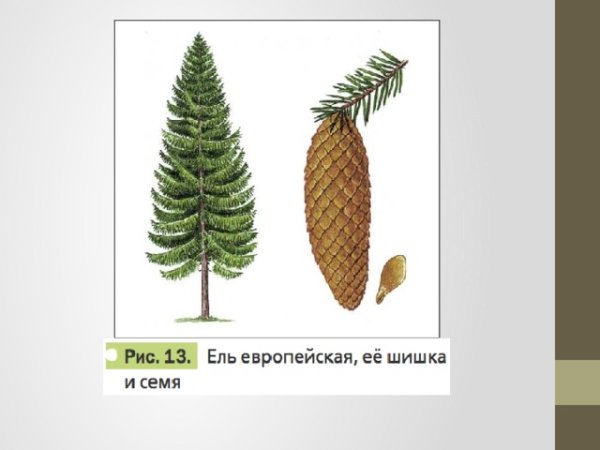 Ель обыкновенная Фармакогнозия