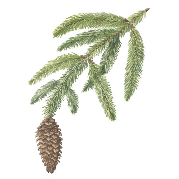 Ель обыкновенная расположение хвоинок