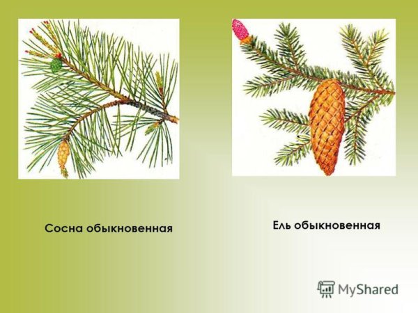Сосна и ель шишки и хвоинки