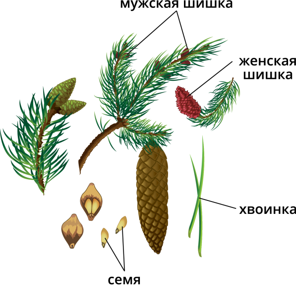 Ель обыкновенная для детей