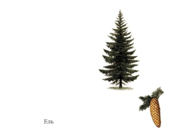 Голосеменные ель обыкновенная