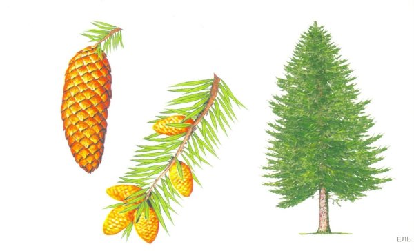 Ель обыкновенная рисунок