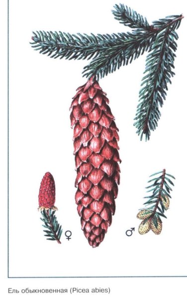 Рис хвоинок сосны