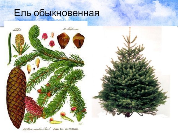 Пихта Сибирская шишка