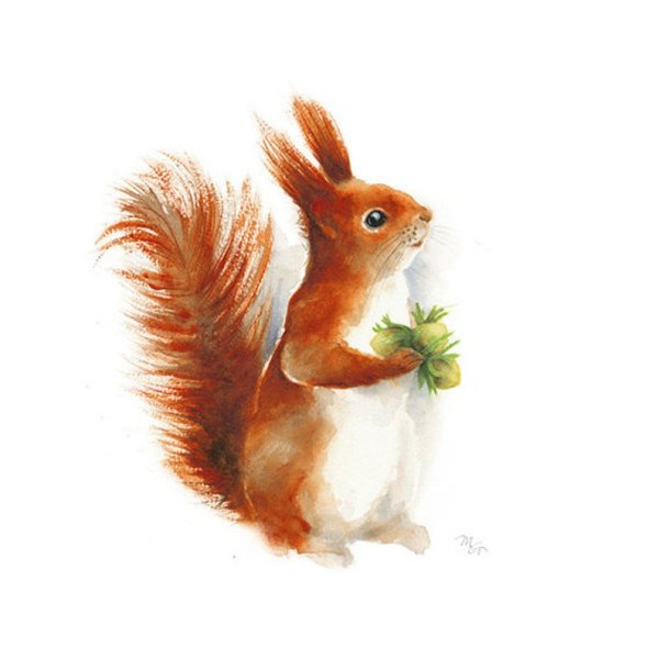 Белка акварелью