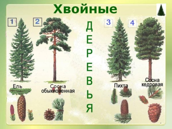 Ель европейская Фармакогнозия