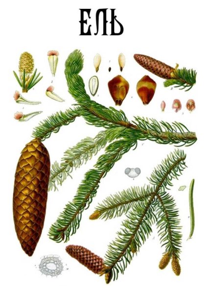 Ель обыкновенная рисунок