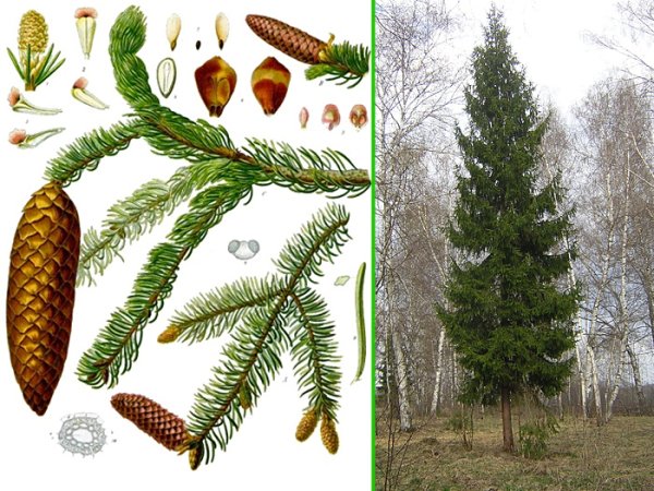 Хвоинки дерева ель обыкновенная