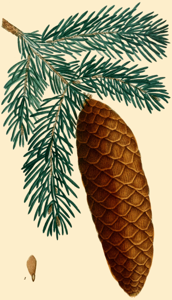 Хвойные деревья раскраска для детей