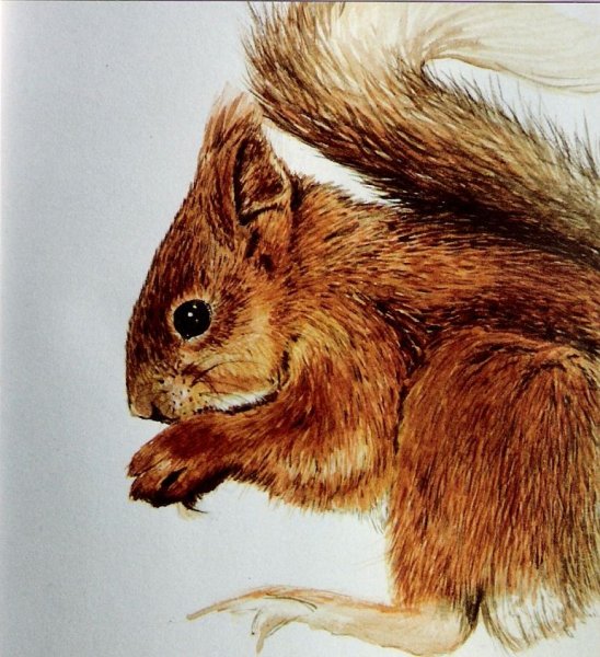 Белка Акварельные карандаши