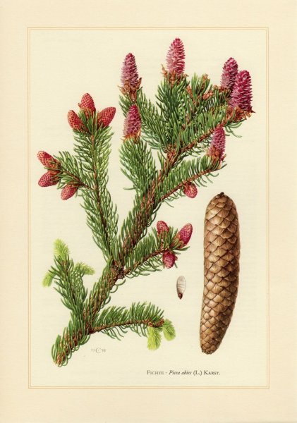 Ель обыкновенная хвоинки