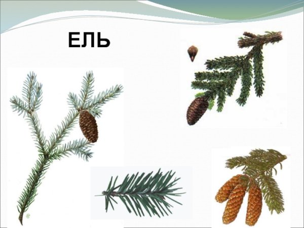 Рисунок ели обыкновенной