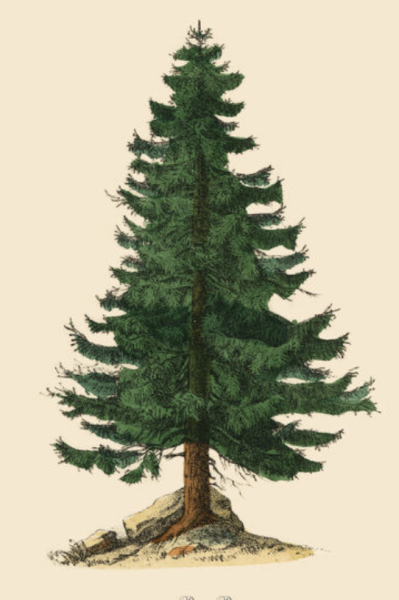Рисунок ели обыкновенной