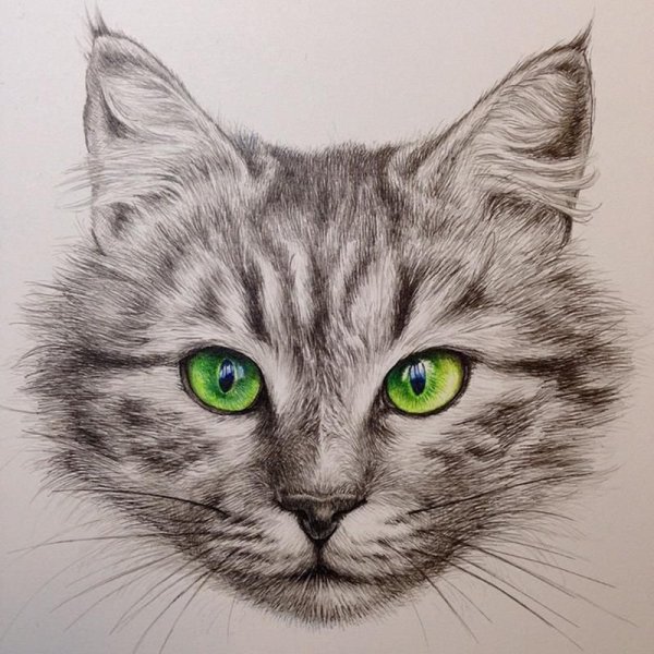 Морда кота рисунок