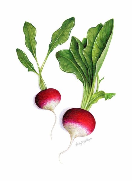 Свекла редька редиска