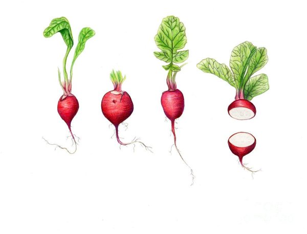 Редис на прозрачном фоне