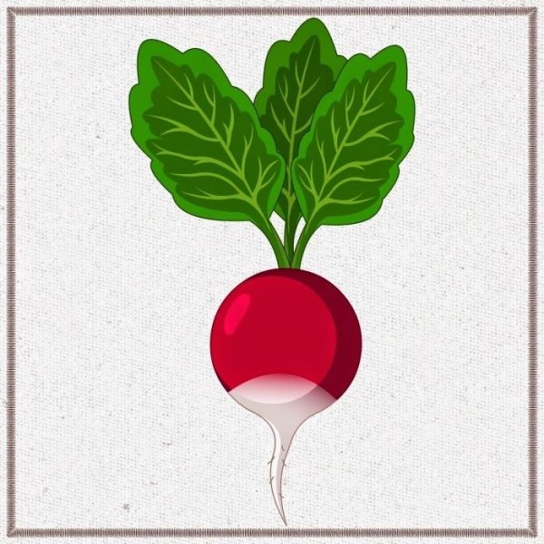 Редиска для детей