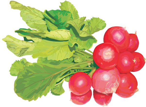 Редиска раскраска