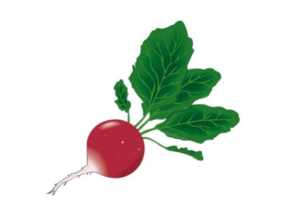 Свекла раскраска для детей