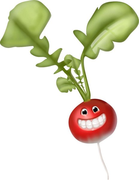 Картинки редиска для детей цветные