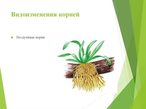 Видоизменение воздушных корней